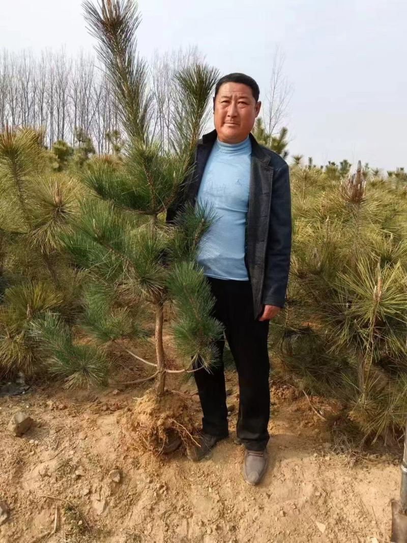 黑松苗各种规格型号都有