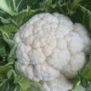 陕西汉中白实菜花