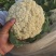 产地，散花，实花大量上市中质量好，价格美丽，产地直供。