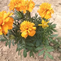 孔雀草