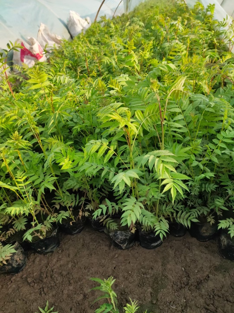 珍珠梅
