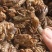 野生蝉蜕金蝉衣手抓货纯野生精选金蝉衣