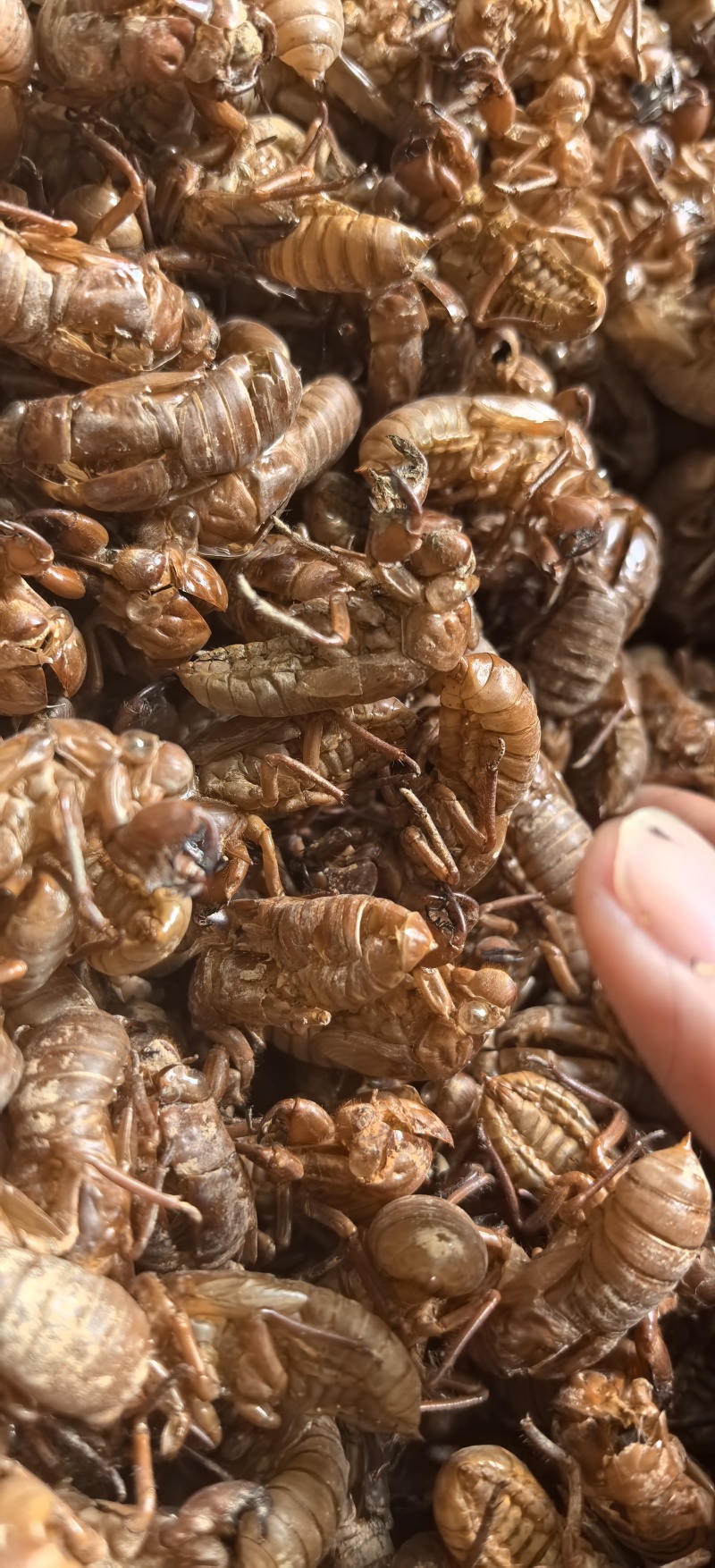 野生蝉蜕金蝉衣手抓货纯野生精选金蝉衣