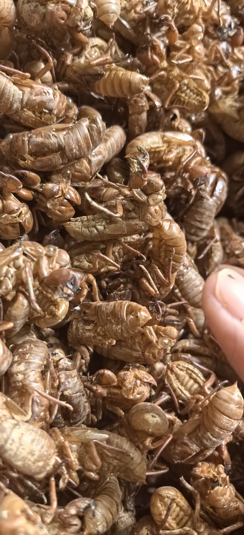 野生蝉蜕金蝉衣手抓货纯野生精选金蝉衣
