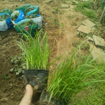 青绿苔草