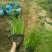 青绿苔草