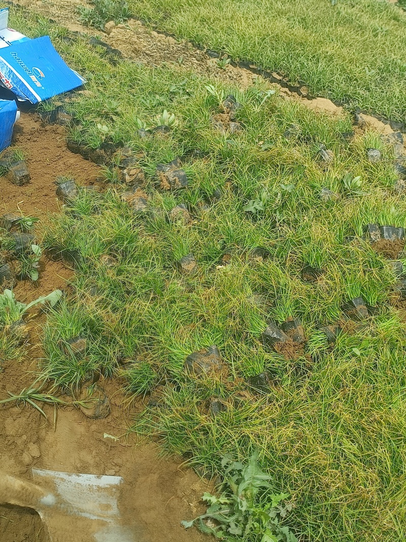青绿苔草