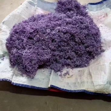 紫茶芽头已有货