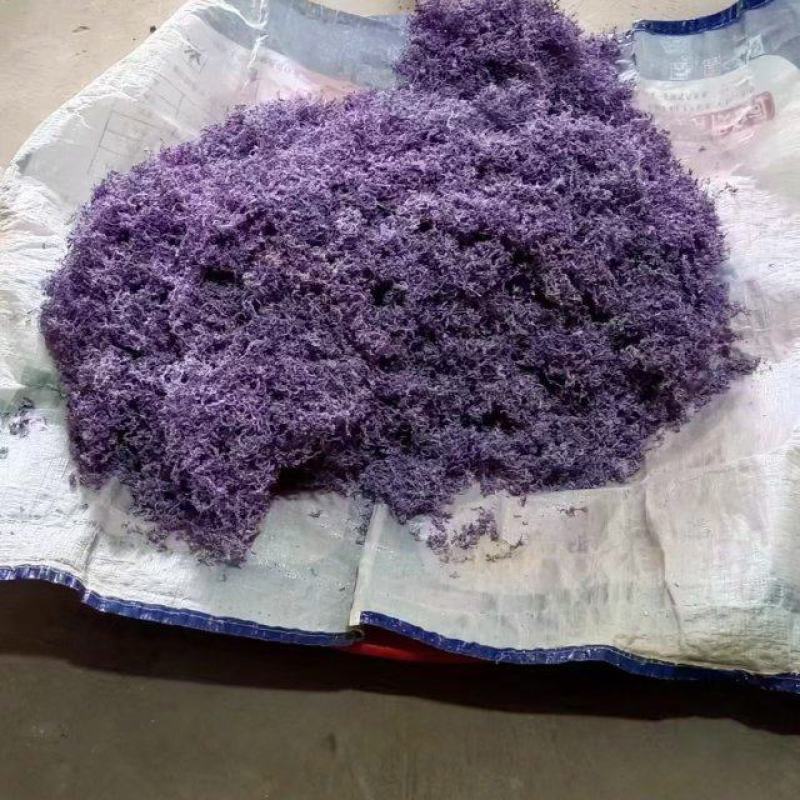 紫茶芽头已有货