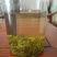 紫茶芽头已有货