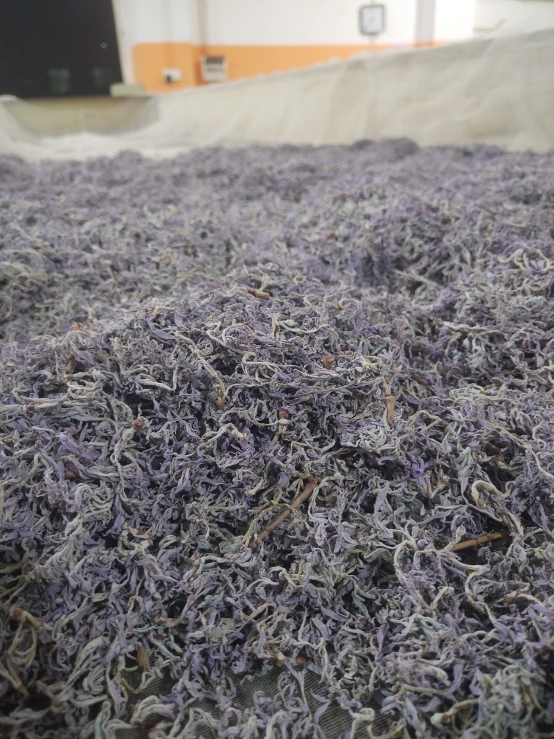 紫茶芽头已有货