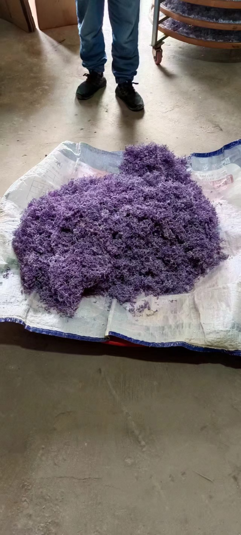 紫茶芽头已有货