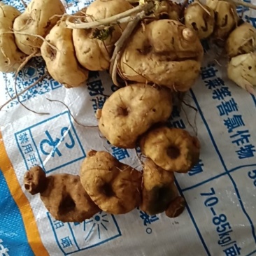 野生黄精