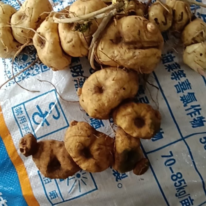 野生黄精