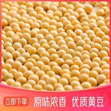 黄豆东北农家高蛋白豆腐新鲜豆浆豆芽农家豆芽非转基因当季新