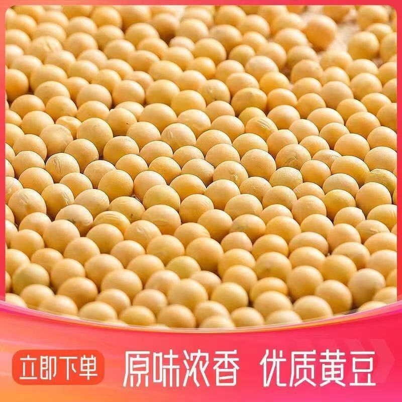 黄豆东北农家高蛋白豆腐新鲜豆浆豆芽农家豆芽非转基因当季新