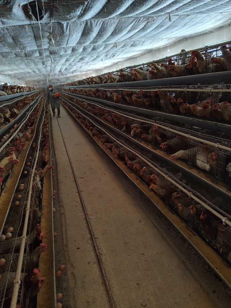 湖北金蛋蛋土鸡蛋养殖基地