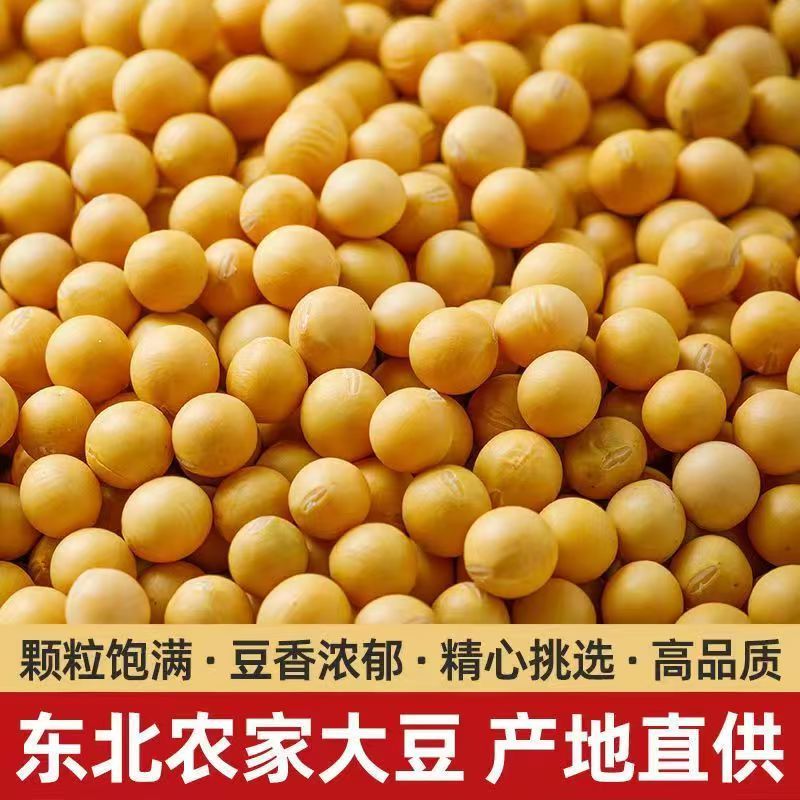 黄豆东北农家高蛋白豆腐新鲜豆浆豆芽农家豆芽非转基因当季新