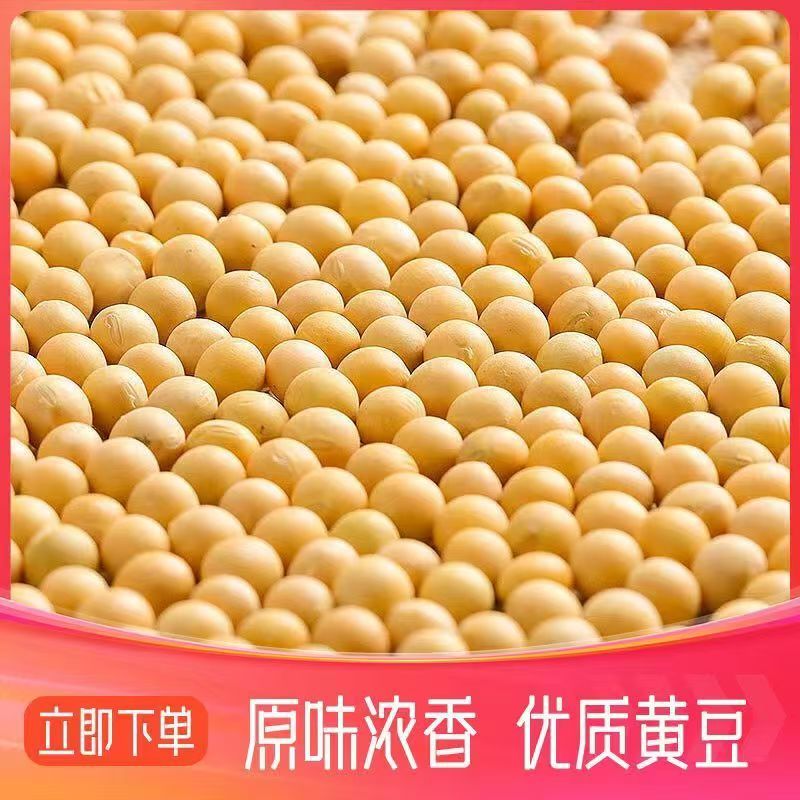黄豆东北农家高蛋白豆腐新鲜豆浆豆芽农家豆芽非转基因当季新