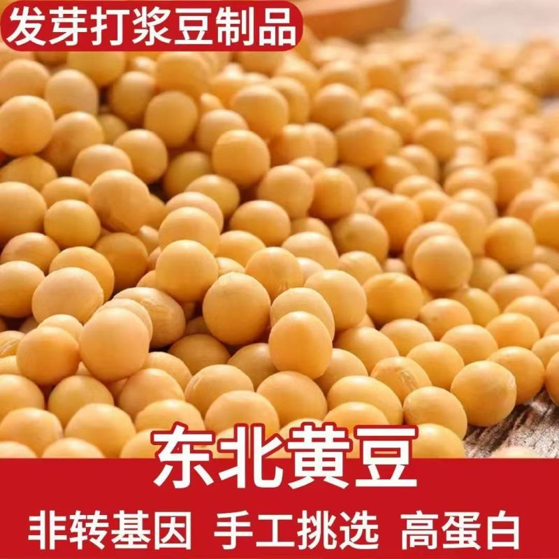 黄豆东北农家高蛋白豆腐新鲜豆浆豆芽农家豆芽非转基因当季新