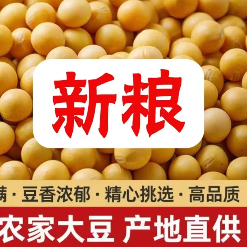 黄豆东北农家高蛋白豆腐新鲜豆浆豆芽农家豆芽非转基因当季新