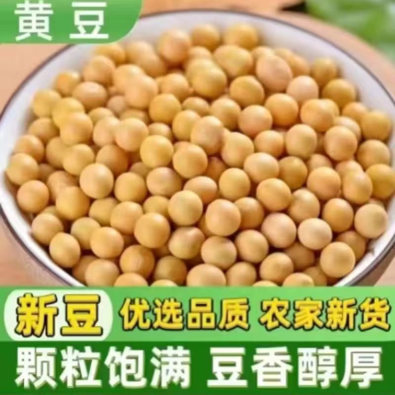 黄豆东北农家高蛋白豆腐新鲜豆浆豆芽农家豆芽非转基因当季新