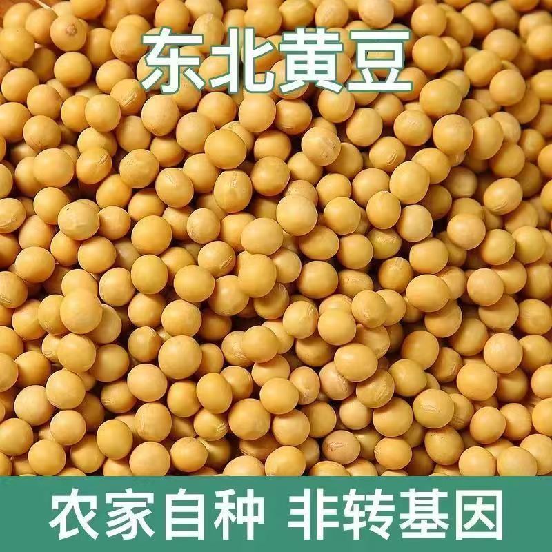 黄豆东北农家高蛋白豆腐新鲜豆浆豆芽农家豆芽非转基因当季新