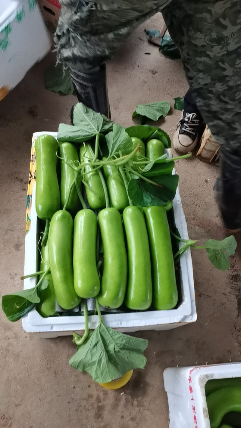 精品葫芦产地直销质量保证货源充足