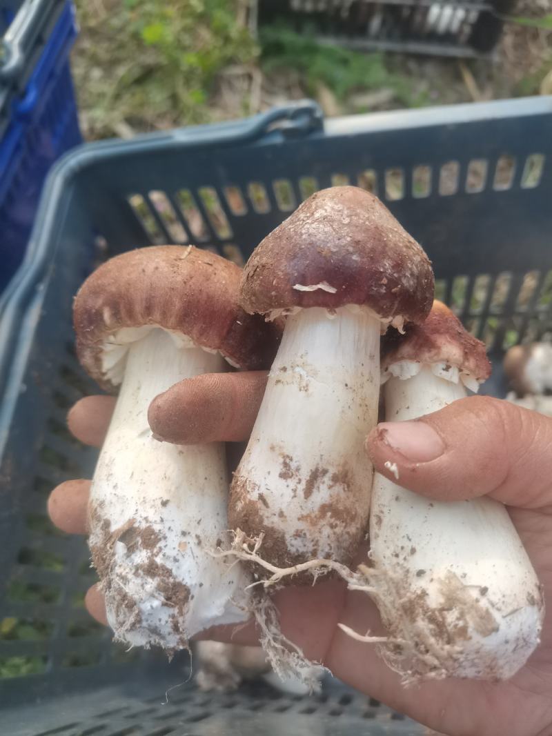 赤松茸