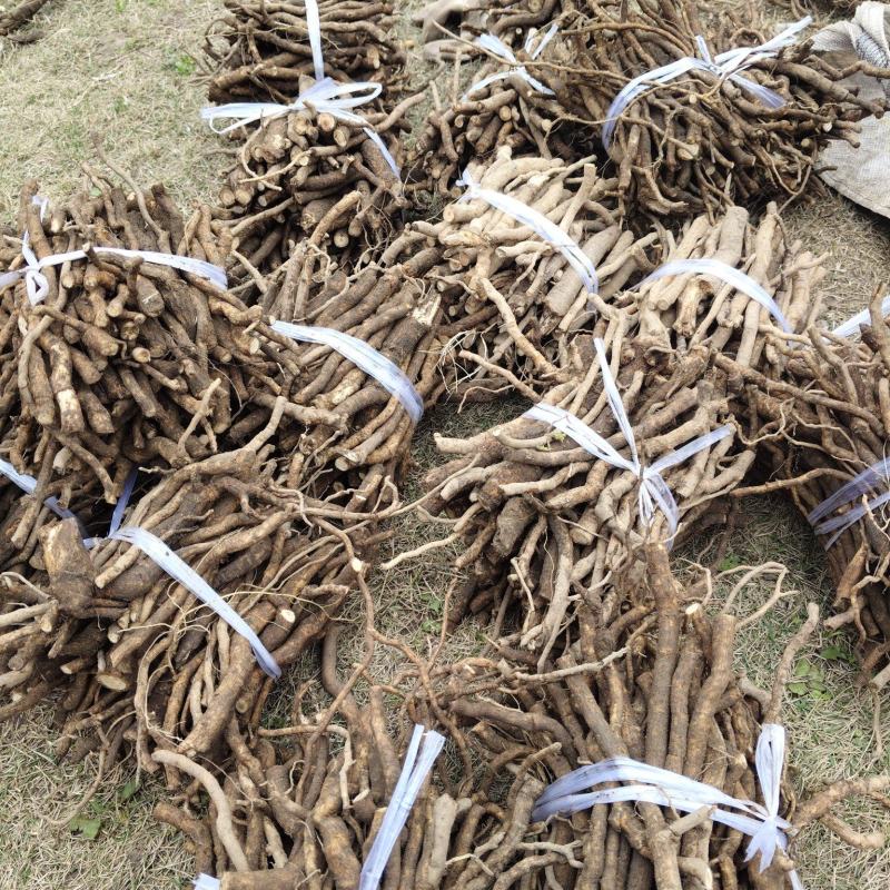 四川大通草根苗提供技术指导成活率高，现挖现发，品质保证