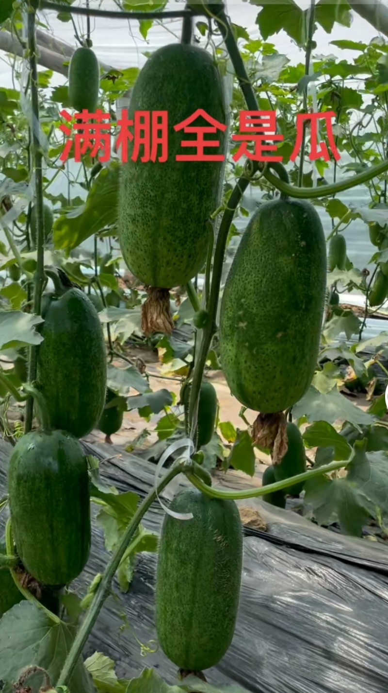 冬瓜苗结瓜密墨绿有光泽产量高早熟抗病强苗厂直发