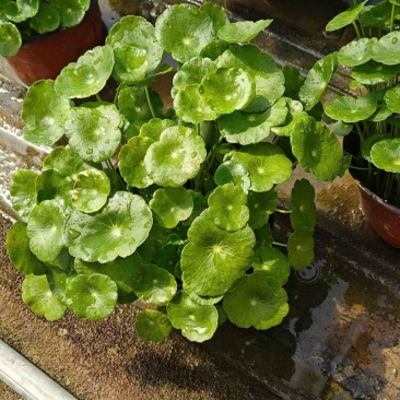 铜钱草