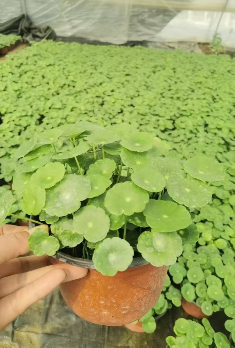 铜钱草