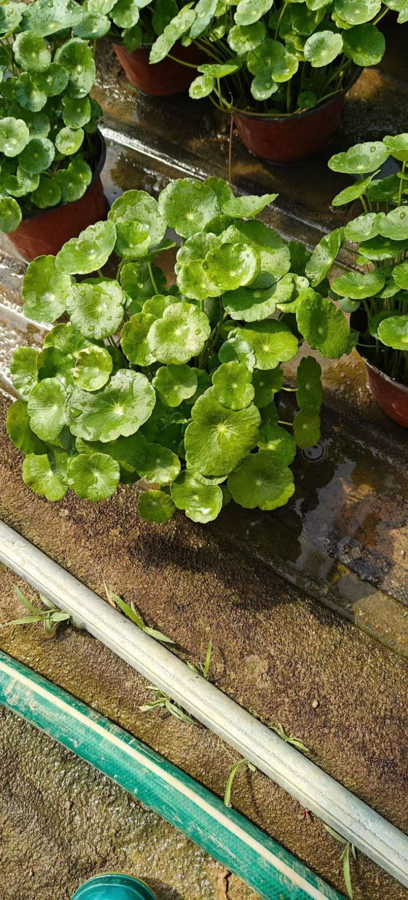 铜钱草
