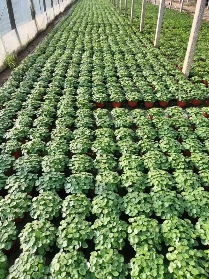 铜钱草