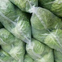 精品甘蓝大量有货