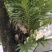 湖北咸丰县的骨碎补，需要的新老客户电话联系