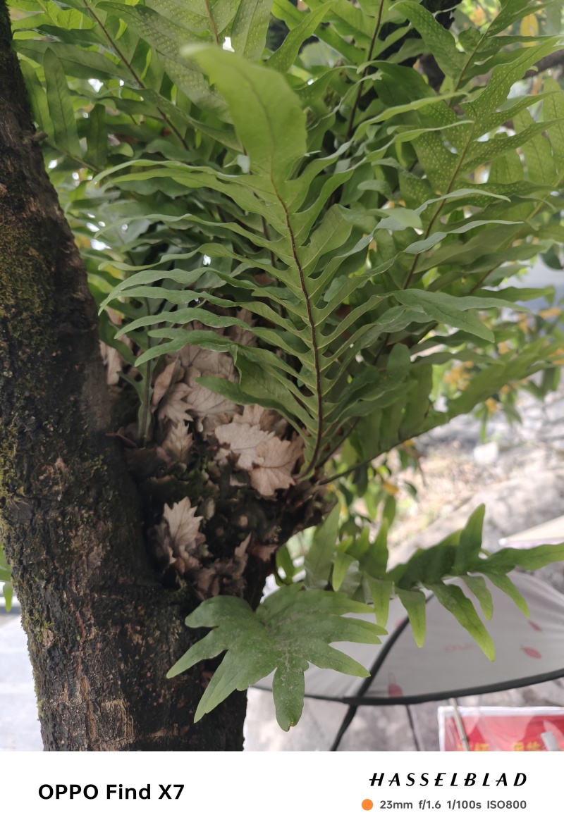 湖北咸丰县的骨碎补，需要的新老客户电话联系
