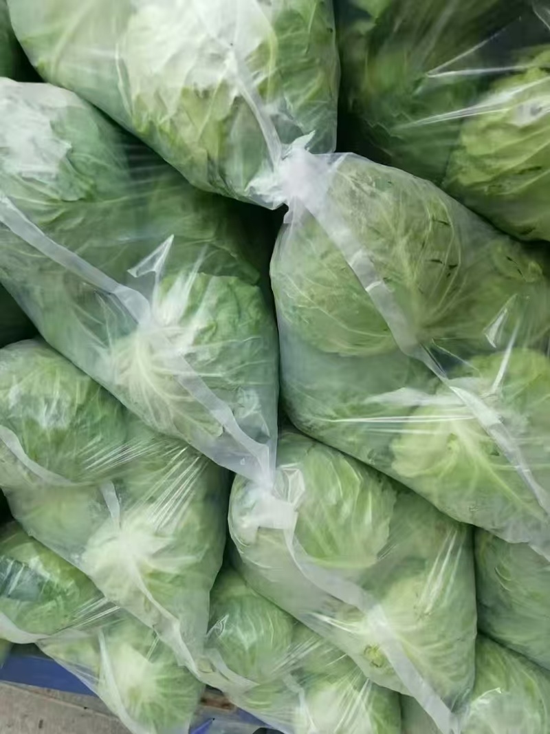 精品甘蓝大量有货