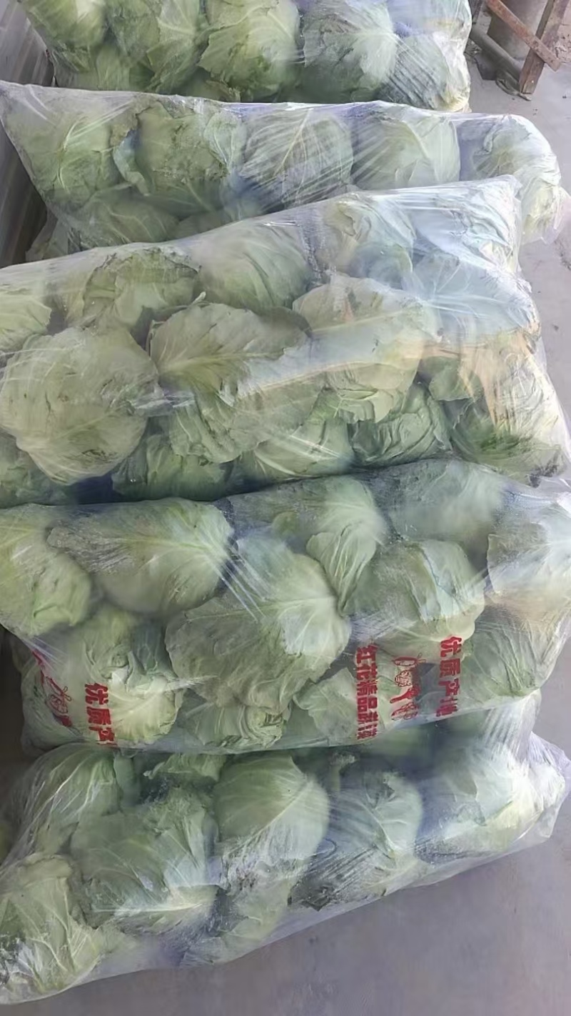 精品甘蓝大量有货