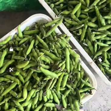 胡豆