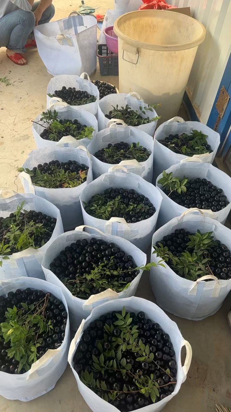 沙巴嘉宝果，树葡萄，基地直发