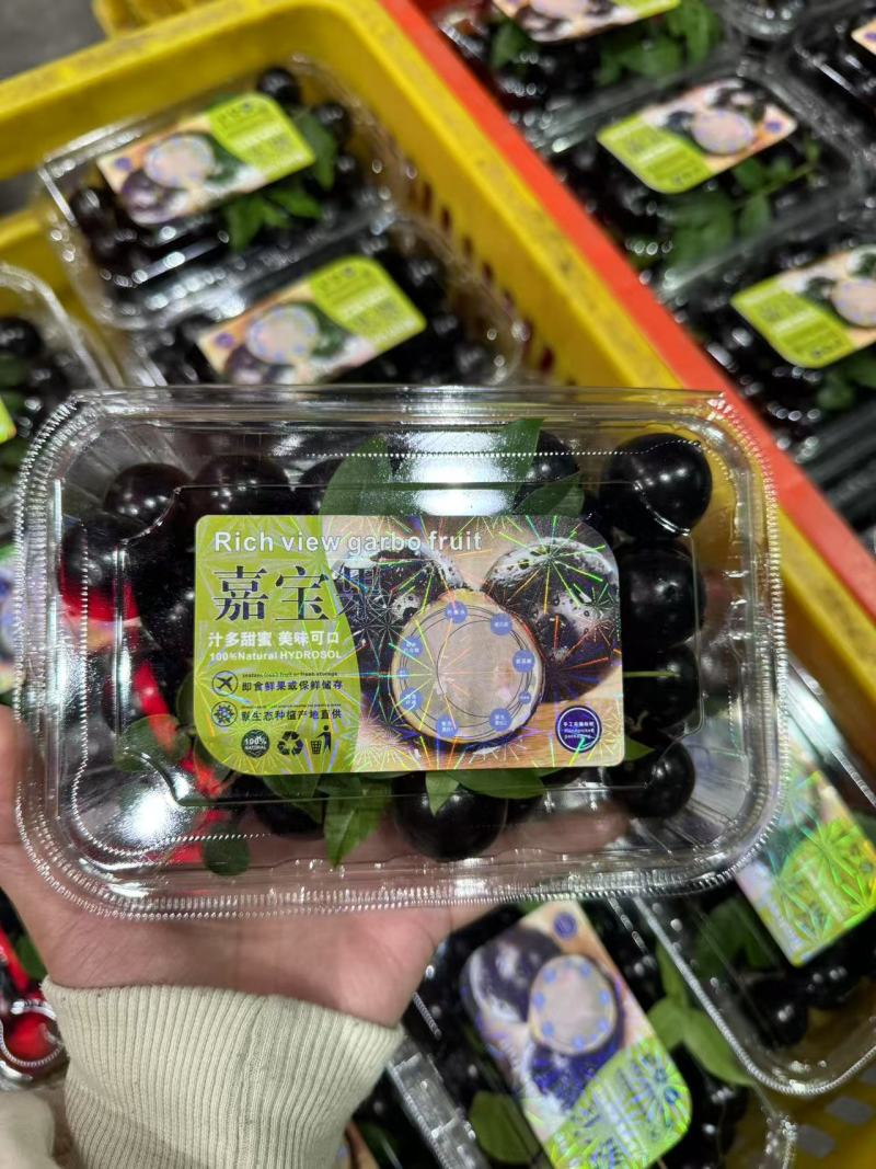 沙巴嘉宝果，树葡萄，基地直发
