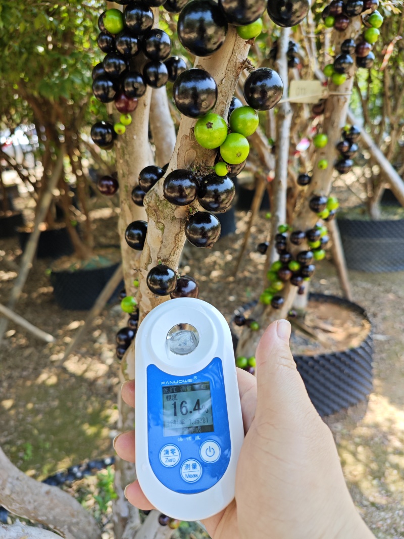 沙巴嘉宝果，树葡萄，基地直发