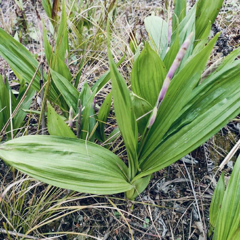 四川遂宁蓬溪县基地批发中药材多花宽叶白芨种苗芽头