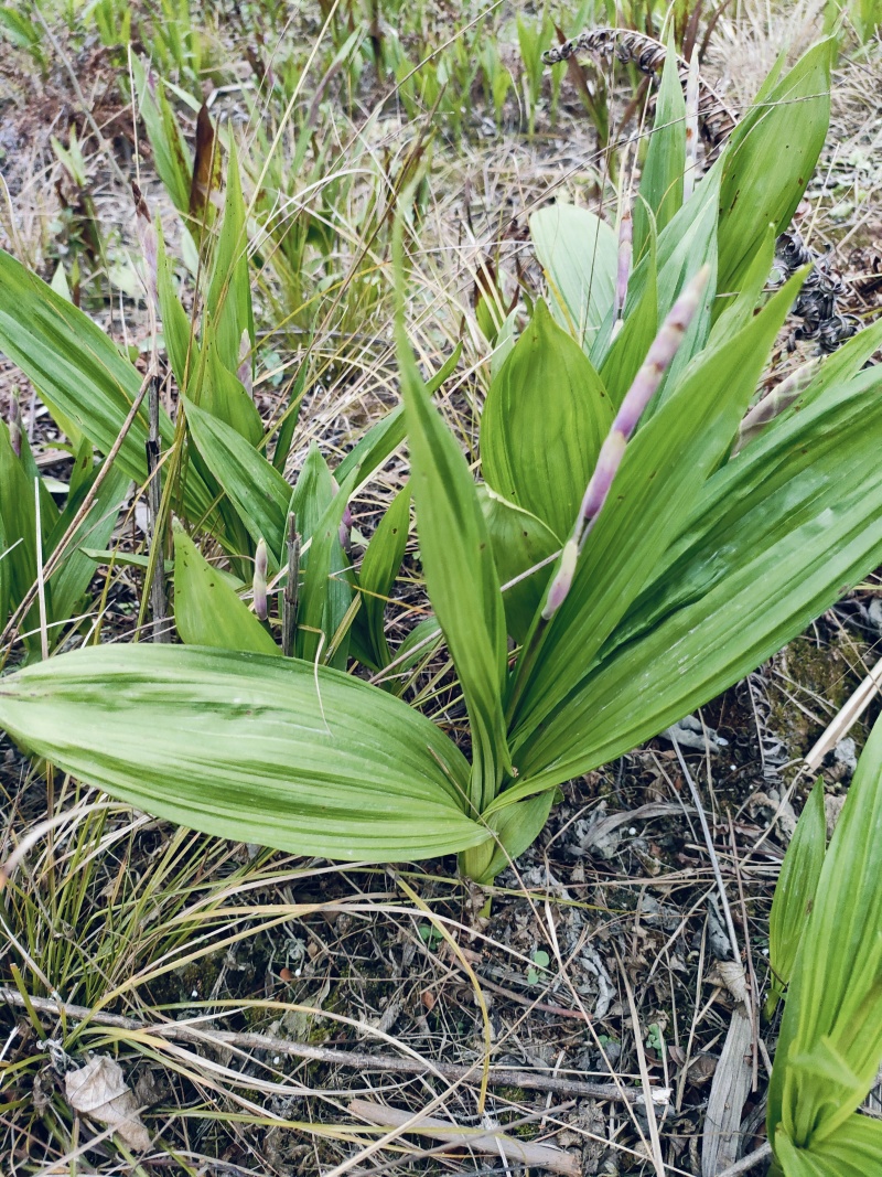 四川遂宁蓬溪县基地批发中药材多花宽叶白芨种苗芽头