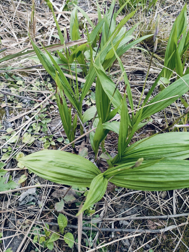 四川遂宁蓬溪县基地批发中药材多花宽叶白芨种苗芽头