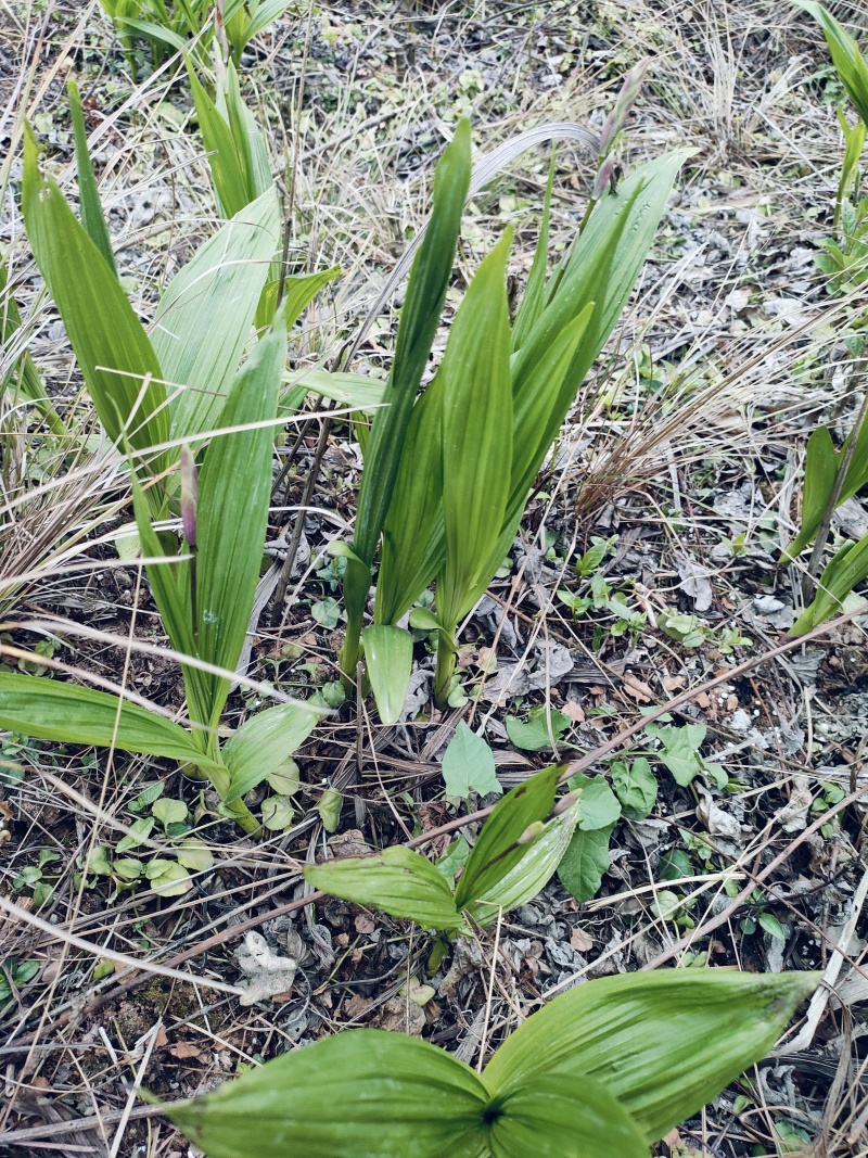 四川遂宁蓬溪县基地批发中药材多花宽叶白芨种苗芽头