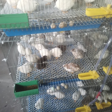 商品芦丁鸡