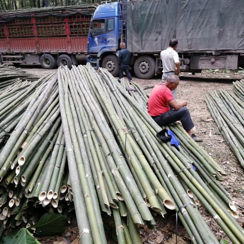 排山竹，外墙搭架建筑工程搭排山。品质优